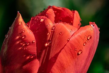 Rode Tulp met waterdruppels van Paul Veen