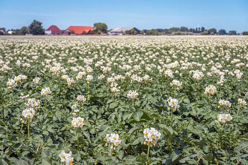 Bloeiende aardappelplanten op een grote akker