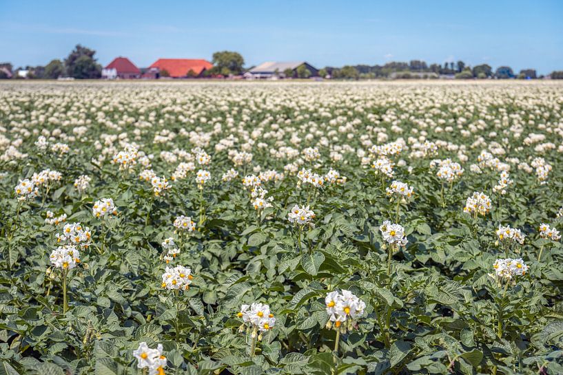 Plants de pommes de terre en fleur dans un grand champ par Ruud Morijn