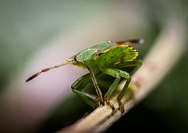bug on branch close up by Frank Ketelaar