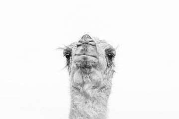 Portret van een kameel van Photolovers reisfotografie
