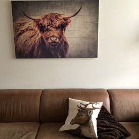 Kundenfoto: Highland Cattle von AD DESIGN Photo & PhotoArt