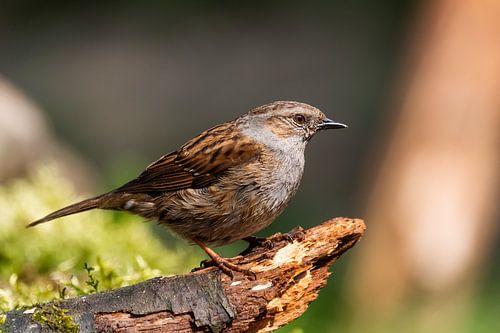 Heggenmus