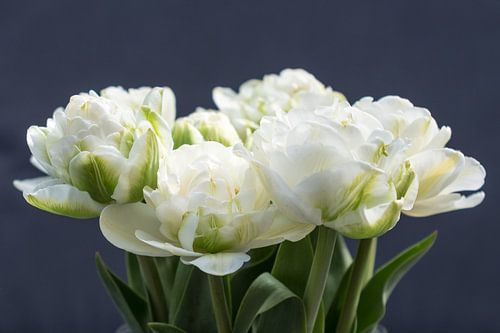 Weiße Pfingstrosen-Tulpen auf dunklem Hintergrund