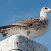lesser black-backed gull by Jan van der Knaap