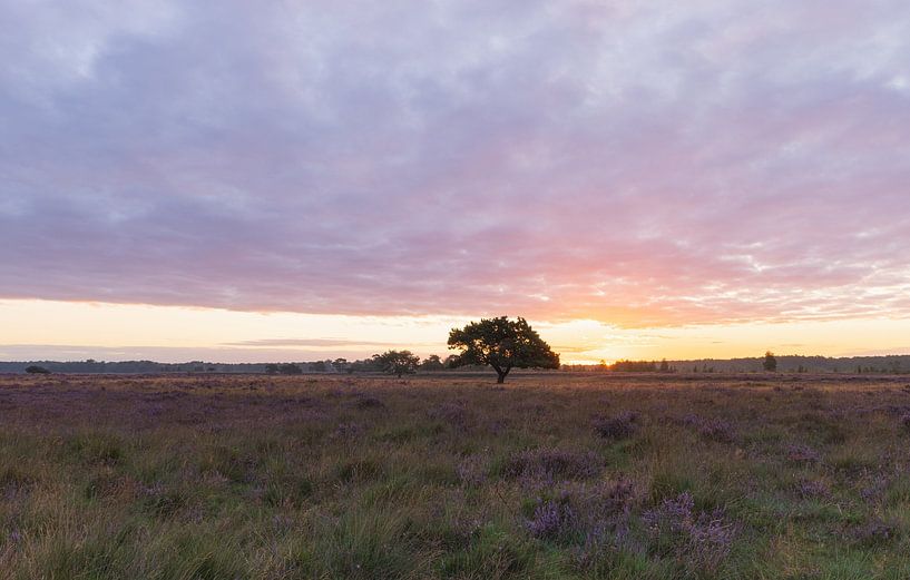 Most beautiful tree in drenthe in the sunlight during sunrise - Dwingelderveld (Netherlands) by Marcel Kerdijk