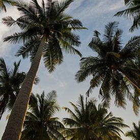 Tropische Palmboom Hemel – Zonsondergang van Dave Adriaanse