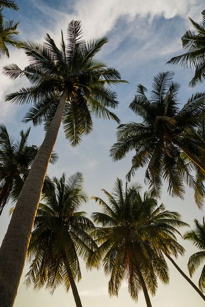 Tropische Palmboom Hemel – Zonsondergang van Dave Adriaanse - Photography