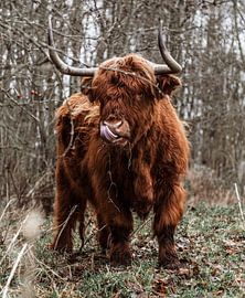 Scottish Highlander by Jessie Westphal