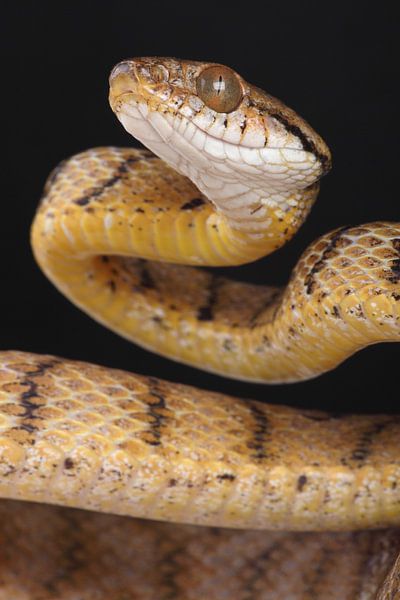 Braune Nachtbaumnatter (Boiga irregularis) von Ronald Pol