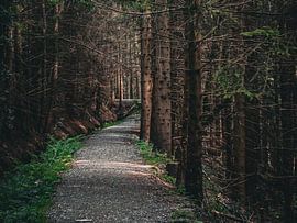 A path in the autumn coniferous forest by Luisa Marie Möbius
