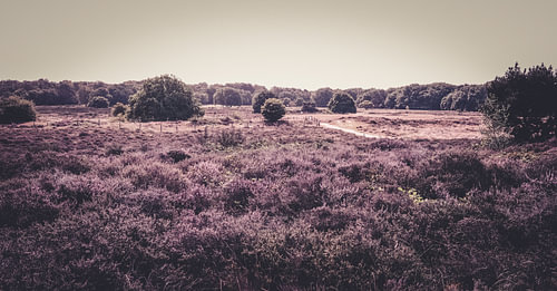 A sea of purple tranquillity by Annemieke Kamstra