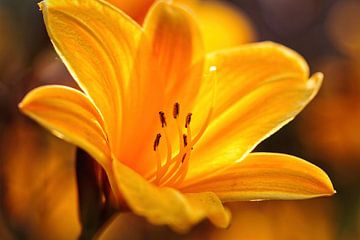 Yellow Lily by Rob Boon