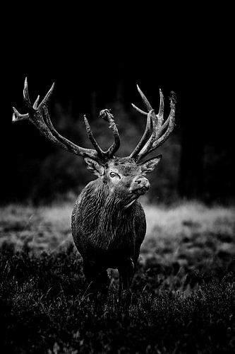 Rotwild in Schwarz und Weiß