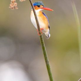 Malachite kingfisher by Jack Soffers