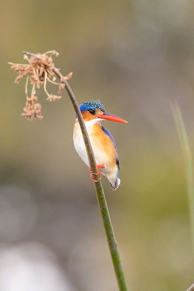 Malachite kingfisher by Jack Soffers