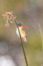Malachite kingfisher by Jack Soffers thumbnail