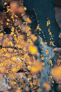 De gele bloemen in hartje Portugal | Reisfotografie Portugal van AIM52 Shop