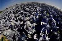 red cabbage