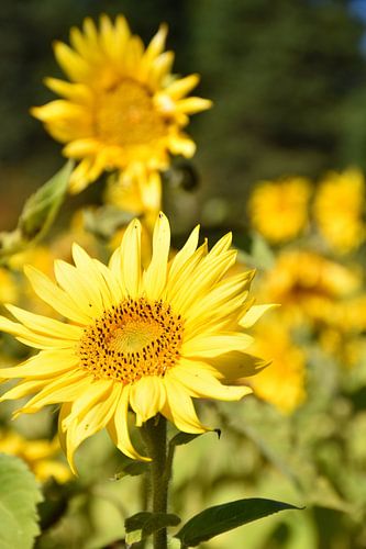Een veld met zonnebloemen