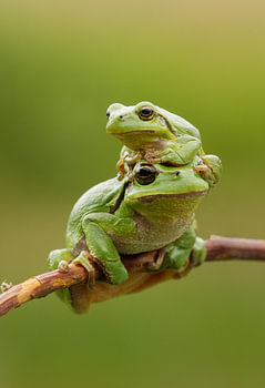 Baumfrosch mit Jungtier auf Ast in Grün
