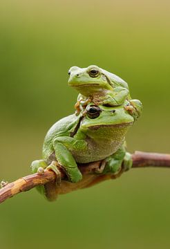 Baumfrosch mit Jungtier auf Ast in Grün von Jeroen Stel