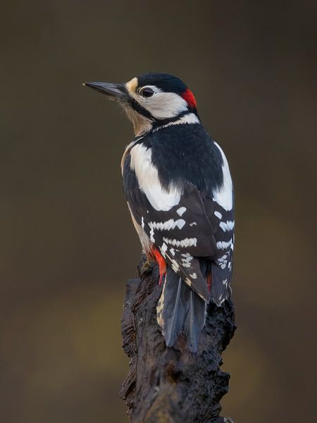 Pic épeichette par Jan-Willem Mantel