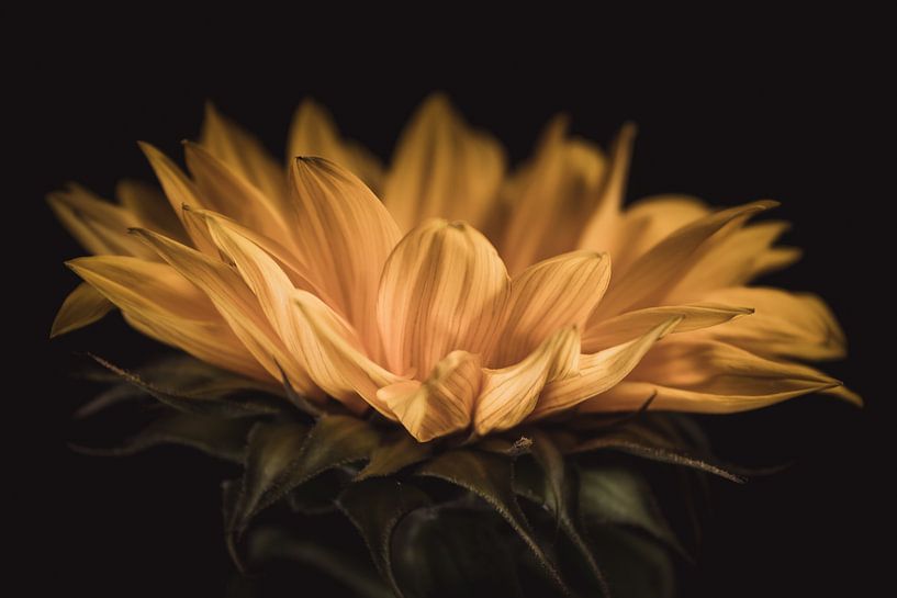 Fine art Sunflower by Sandra Hazes