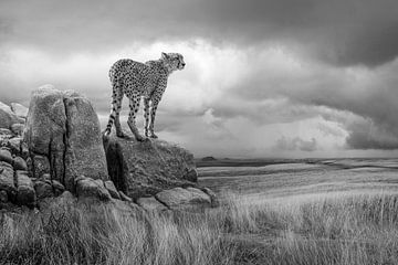 CheetahView-BW von Marcel Egger