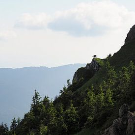 Le parc naturel des Alpes d'Ammergau fait partie des plus beaux paysages de Bavière. Il combine une nature intacte, des montagnes variées et des alpages riches en traditions. sur Miriam Schwarzfischer Fotografie