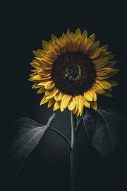Tournesol sur Rando Kromkamp Natuurfotograaf