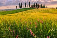 Podere I Cipressini, Toscane, Italie par Henk Meijer Photography Aperçu