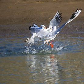 Fighting black-headed gulls 4 by Anne Ponsen