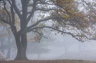 Loofboom in de mist Gasterse Duinen van Jurjen Veerman thumbnail
