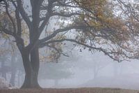 Arbre à feuilles caduques dans le brouillard Gasterse Duinen