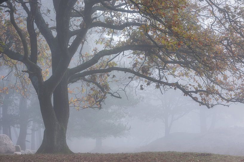 Loofboom in de mist Gasterse Duinen van Jurjen Veerman