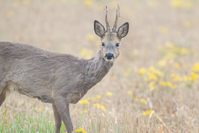 Roe deer by Mark van der Walle