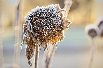 Zonnenbloem van Rob Boon