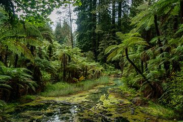 Rotorua Redwood forest van Niek