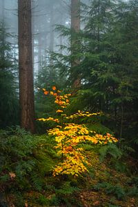 Kleine gele beukenboom in een mistig dennenbos van Sjoerd van der Wal Fotografie