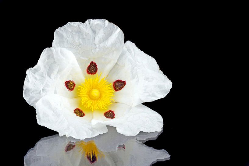 Gum rockrose - Cistus ladanifer - in de velden van Alentejo Portugal par Eye on You