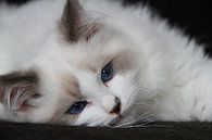 Blue eyes van Willy Pardijs thumbnail