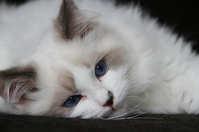 Blue eyes van Willy Pardijs