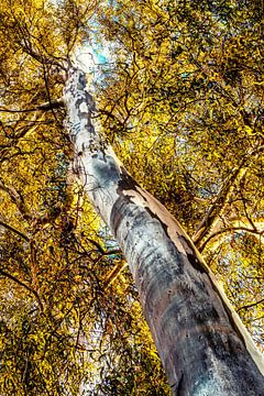 boomstam en bladeren van de eucalyptusboom van Dieter Walther