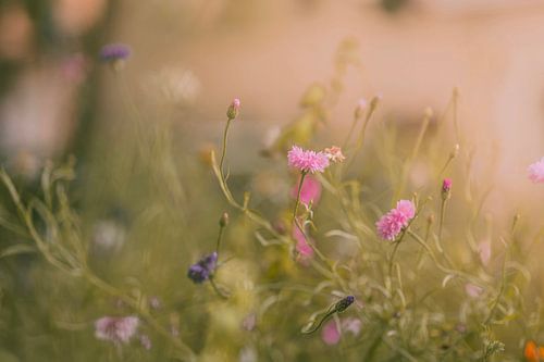 Wilde bloemen in het vroege licht.