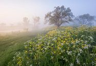 Ochtendgloren aan de Groeneweg van Raoul Baart thumbnail