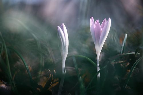 fleurs partie 48