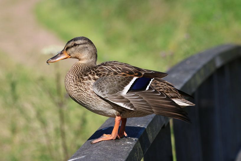 Wild duck by Rick Kroeze