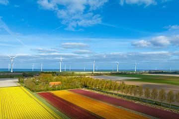 Tulpen in landbouwvelden met windturbines op de achtergrond