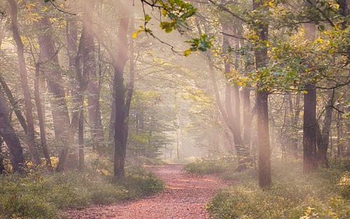 Waar het licht de herfst raakt